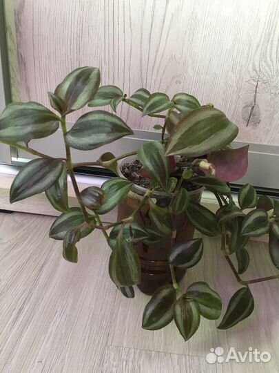 Филодендрон Атом