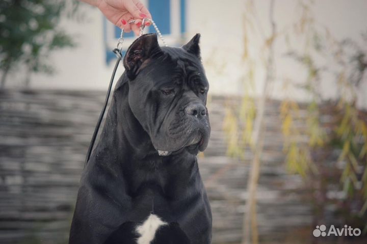 Щенки кане корсо