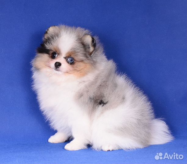 Девочка немецкого шпица