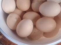 Инкубационные яйца Цвет. Бройлера Ред Бро