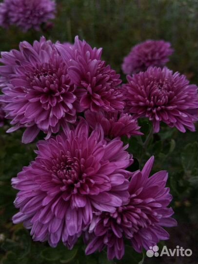 Хризантемы