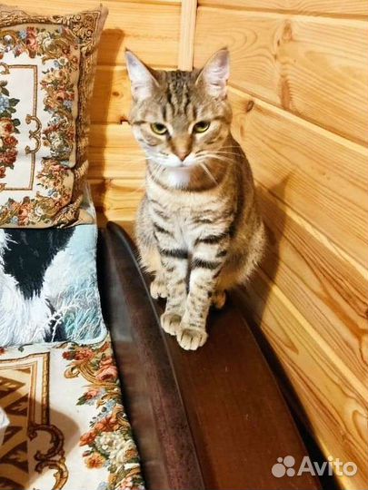 Кошечка в добрые руки