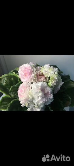 Лф-Яблочный зефир фиалка