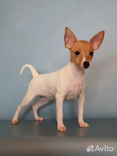 Той фокстерьер