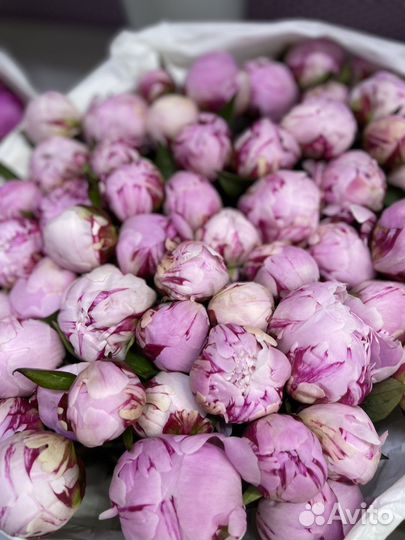 Цветы пионы