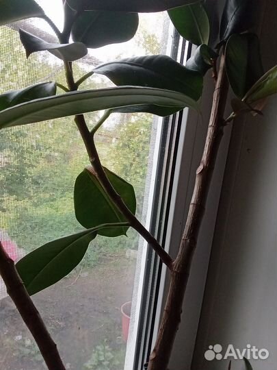 Фикус каучуконосный большой