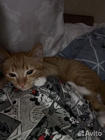 Рыжий котенок