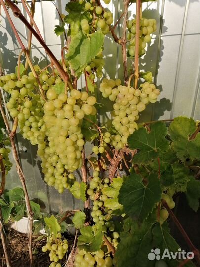 Виноград Кристалл