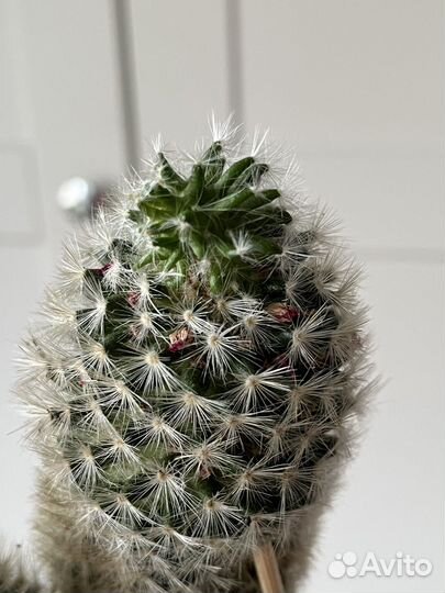 Кактус цветущий