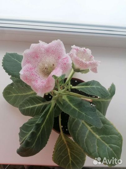 Глоксиния, фиалки