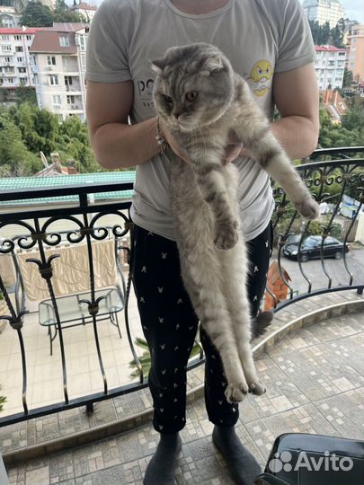 Потерялся шотландский кот