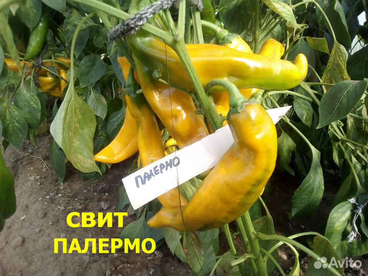 Семена самого сладкого в мире перца Свит Палермо