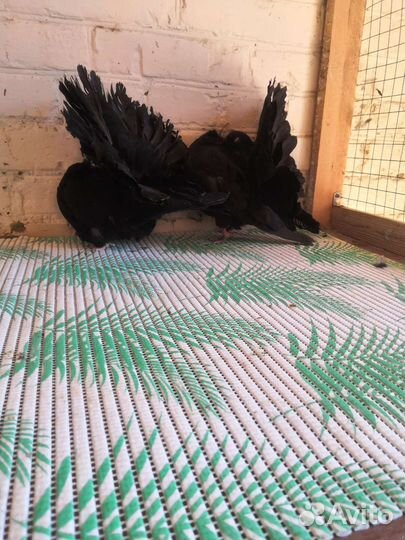 Голуби павлины