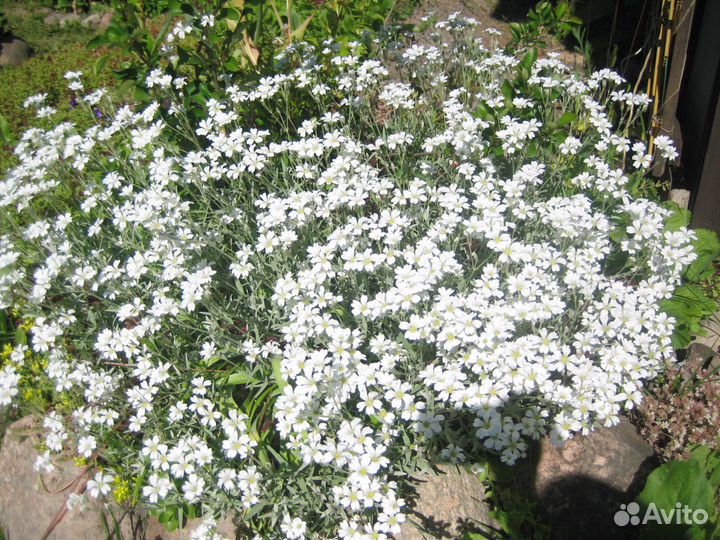 Многолетние цветы