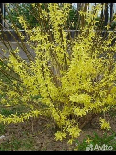 Многолетние кустарники