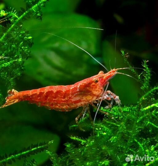 Креветки аквариумные вишня, стеклянная креветка