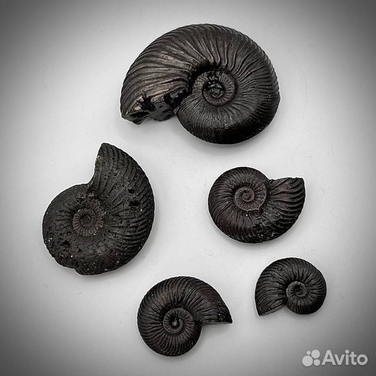 Набор Аммонитов пирит окаменелость ископаемое