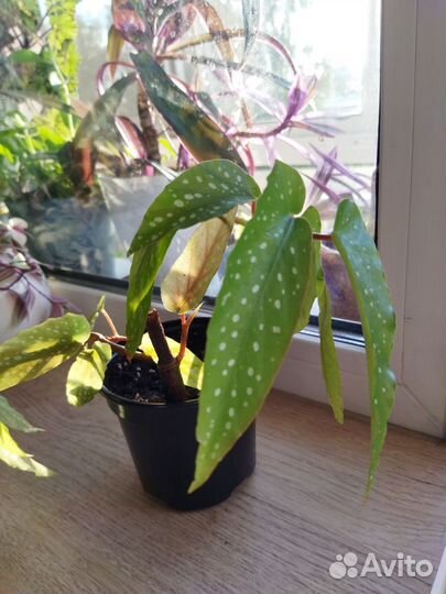 Бегония, традесканция