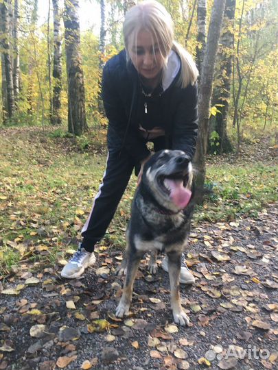 Преданного пса Кузю выкинули