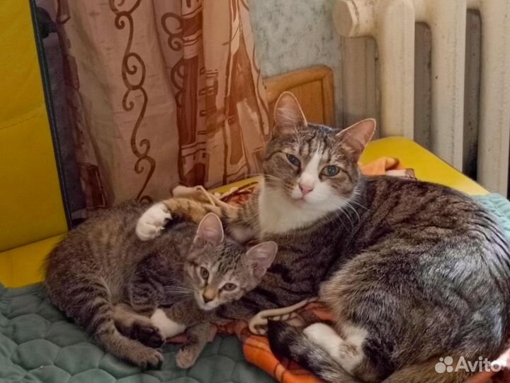 Котенок, девочка