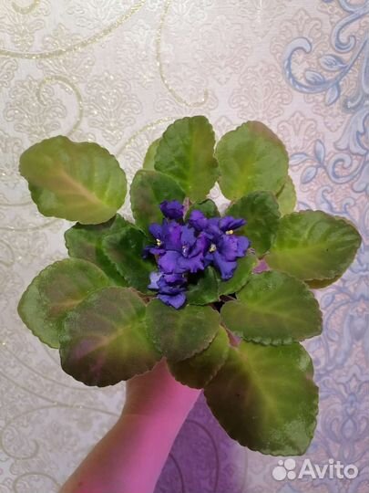 Фиалки, Глоксинии