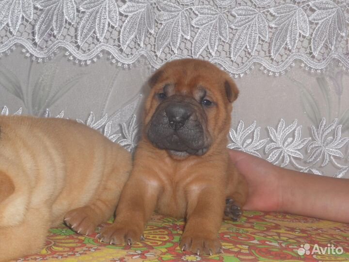 Шарпейчики