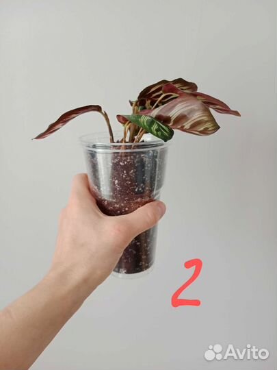 Калатея макоя