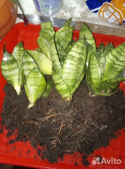 Сансевиерия (отростки)