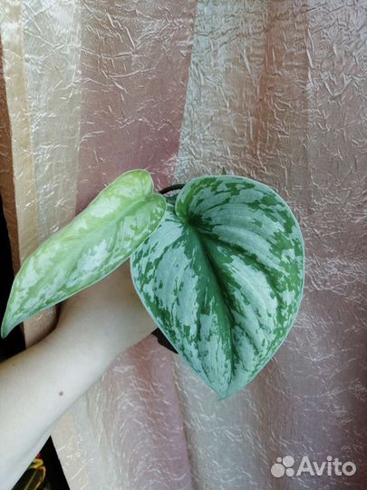 Сциндапсусы разные