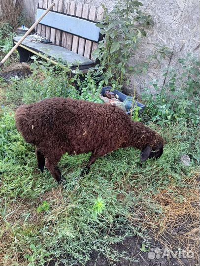 Овцы бараны ягнята