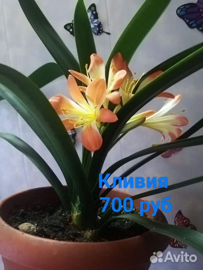 Гиппиаструм, Эухарис, Кливия