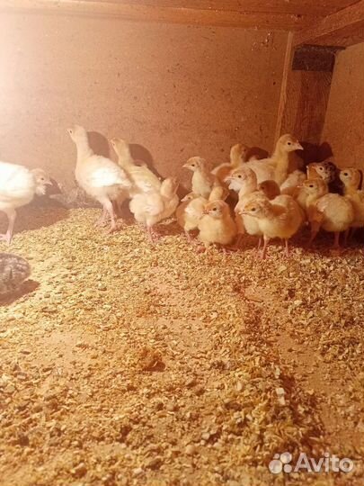 Индюки индюшата