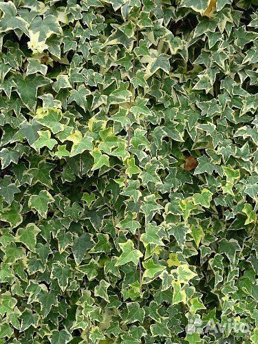 Плющ сортовой пестролистный