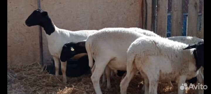 Овцы породы дорпер черноголовые и белоголовые