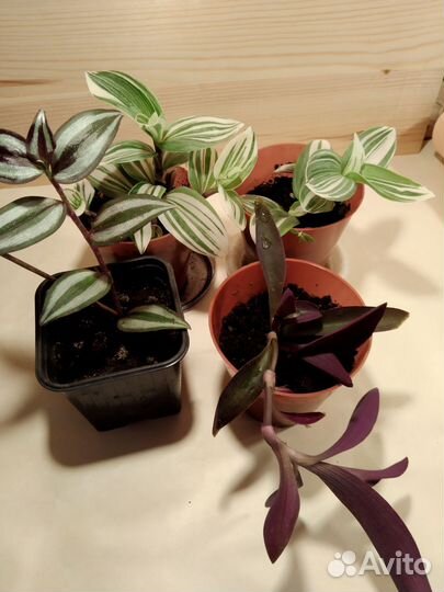 Традесканция