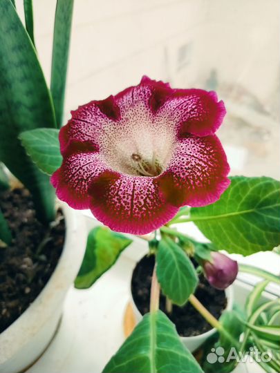 Глоксиния цветущая