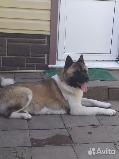 Американская акита вязка