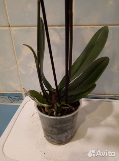 Коллекционные орхидеи