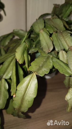 Цветы комнатные, требуют ухода