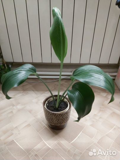 Эухарис- амазонская лилия