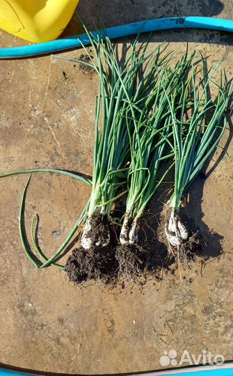 Зеленый лук на перо. Белый