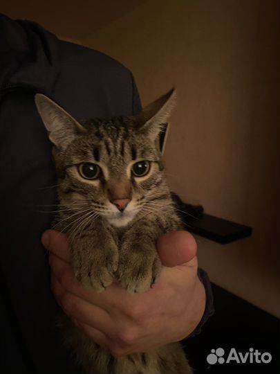 Кошка