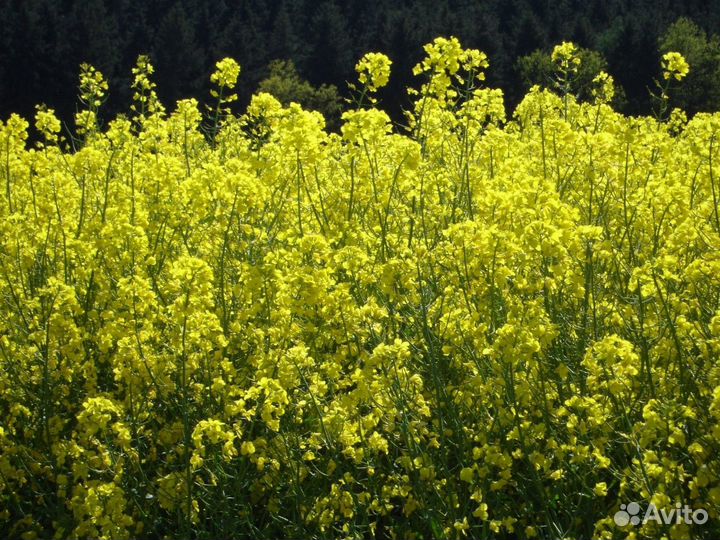 Семена Горчицы Белой оптом