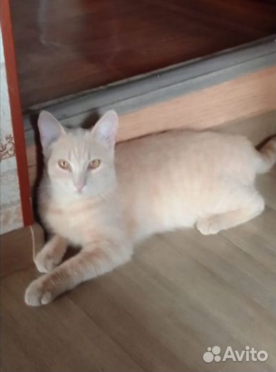 Пропал кот