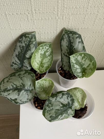 Сциндапсусы и Эпипремеум Неон