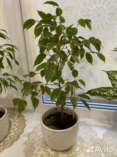 Продам отростки цветов