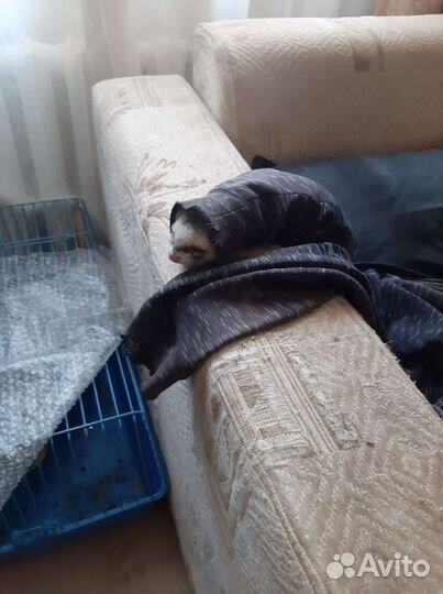 Домашний хорек
