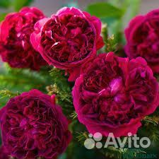 Роза Вильям Шекспир, 7 литров, 4 летка