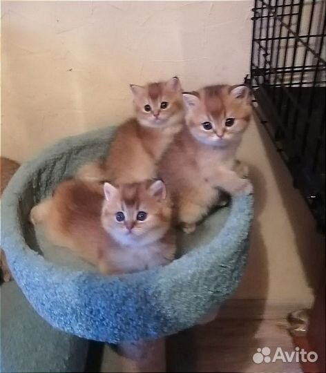 Кошечки золотая шиншилла