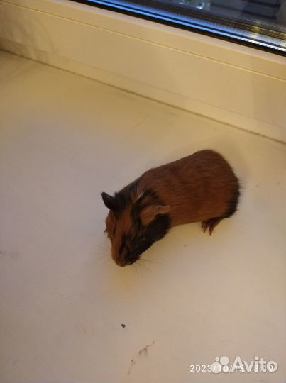 Малыши морской свинки